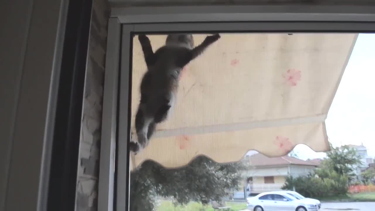 This Spiderman Kitty will BRIGHTEN your day