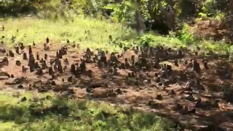 Wild Boars - They are Dangerous