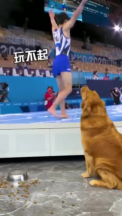 Golden retriever step on my dog food 😡pooh nothing