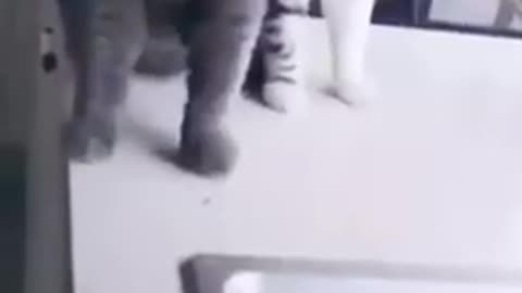 Funniest Animals Ever - Best Of The 2021 - Part 1