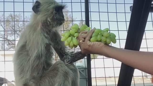 Langoor lost both hand and feet by electricity