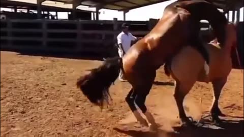 Hot male horse on heat... female horse get supprised