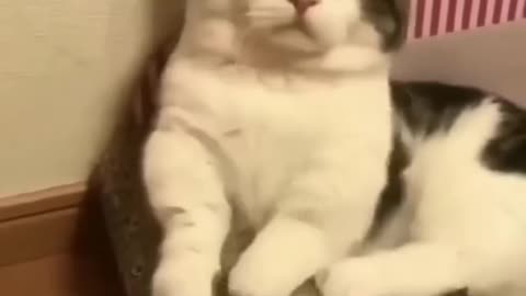 Amazing Cute & Funny Cats Viral Clips