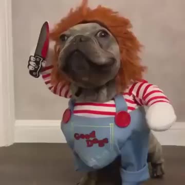 Chucky dog makes headlines
