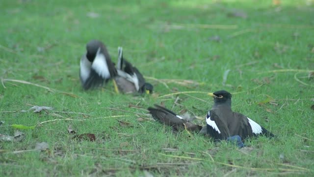 Animals Lali Myna Mynah Sturnidae Birds Fight Long Shot