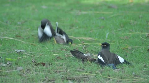 Animals Lali Myna Mynah Sturnidae Birds Fight Long Shot