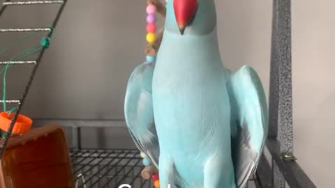 Funny Birds Compilation
