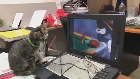 Funny cats reaction while watching Tom And Jerry