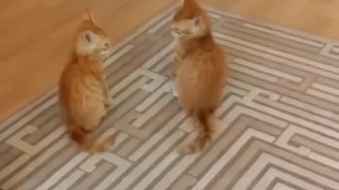 WWW Cat Fitting #Funny Videos