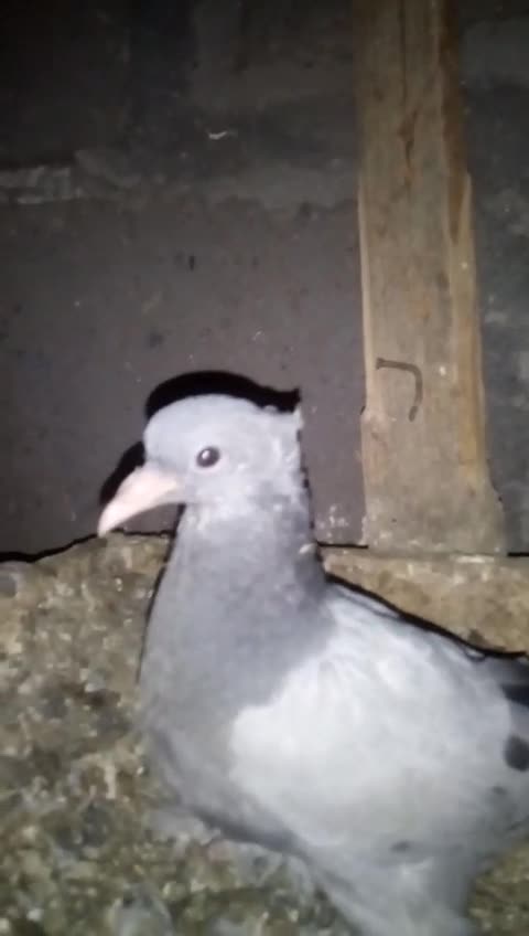 beautiful pigeon sitting in its nest