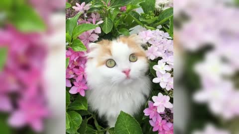 Cute animals, make people laugh, enjoy together