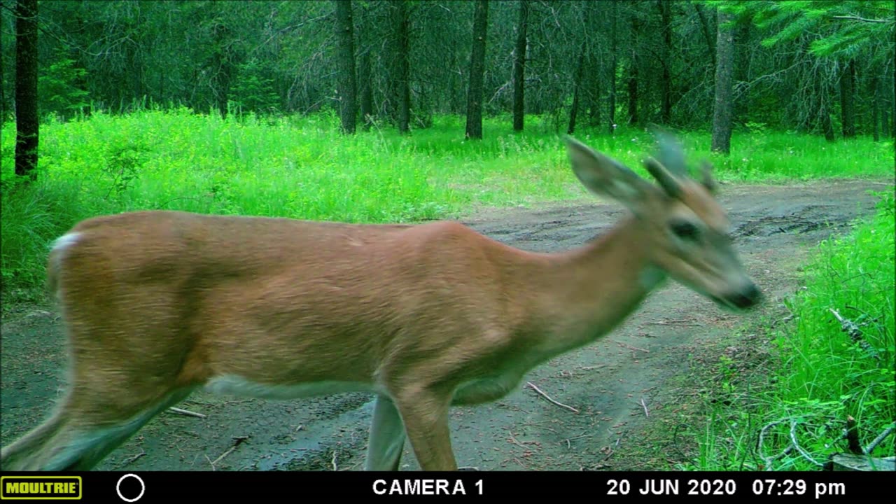 Random Wildlife on the Farm