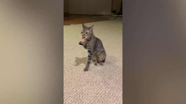 Cat Was Not Expecting That | funny cat videos