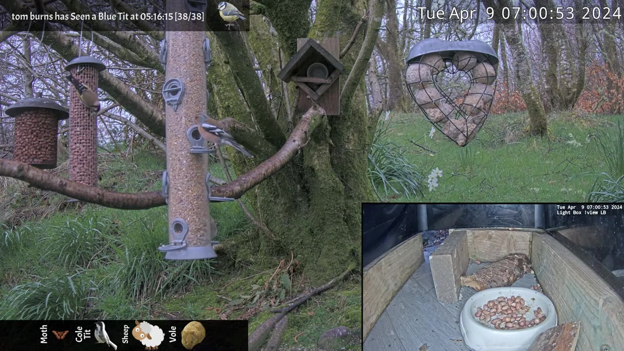 Night Stream April 9th 2024 | Bird Feeders, Wildlife Cameras Scotland UK