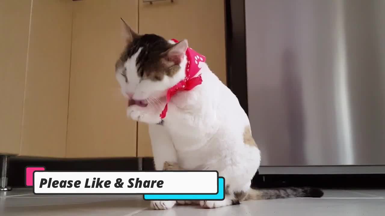 gangsta cat