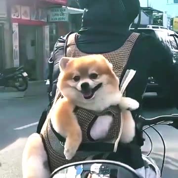 dog status for whatsapp#dog 4k status full screen 2024