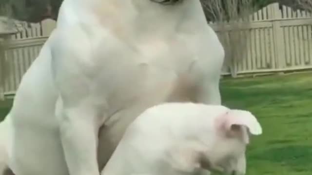 PITBULL MOTHER+BABY #dog #animals #pet #shorts #dogfigh...