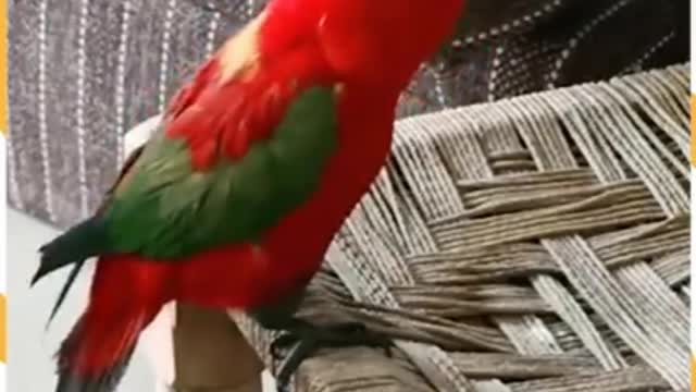 Nice language parrot tolerates it's owner. So cute language.