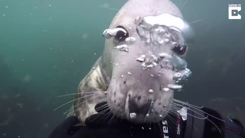 Cat live in the sea 😱