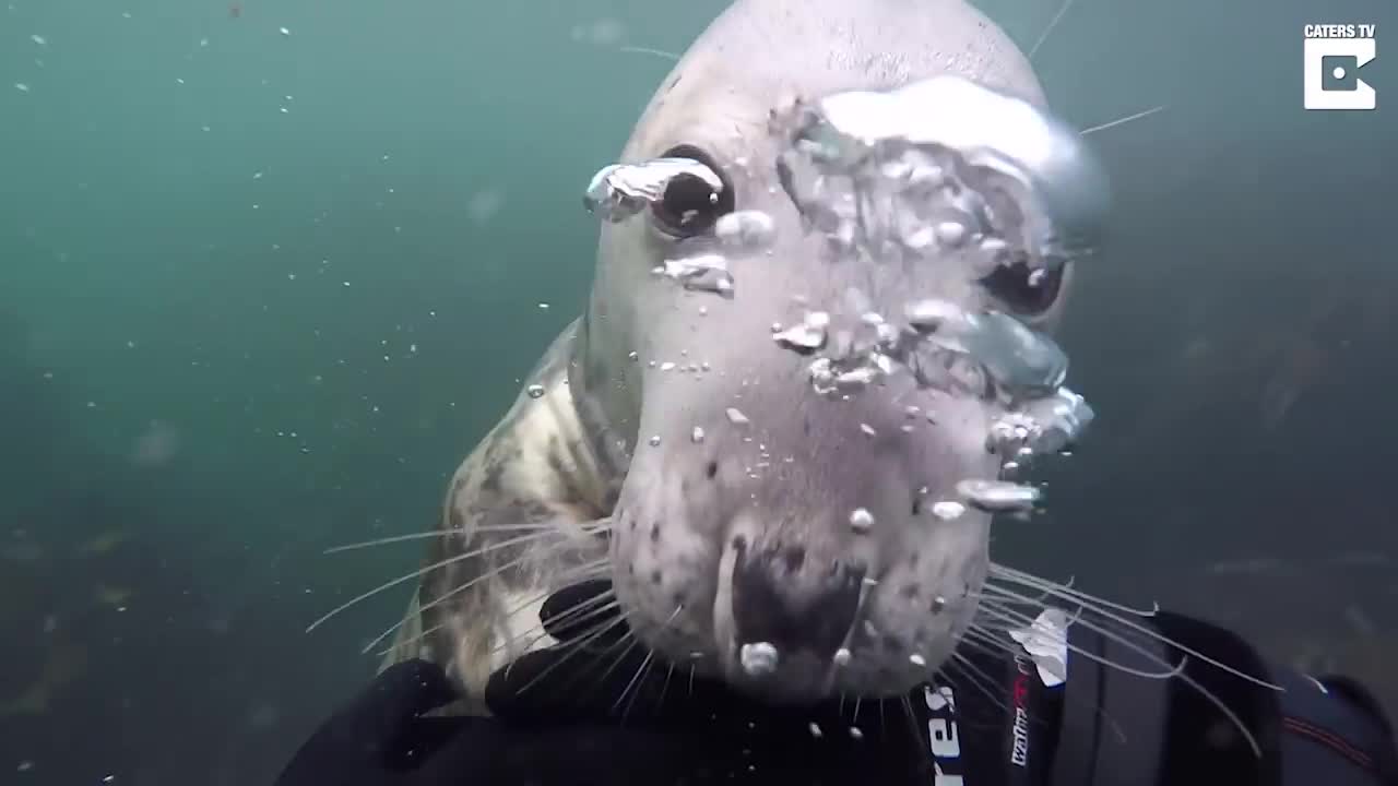 Cat live in the sea 😱