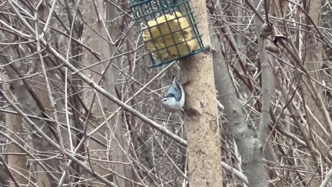 White-Crested Nuthatch aka upside down bird