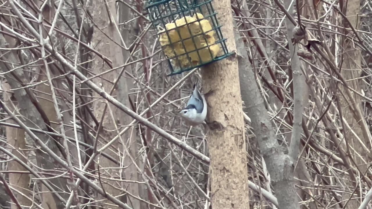 White-Crested Nuthatch aka upside down bird