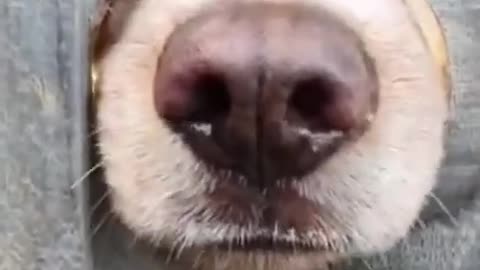 Funny dog 🐕🐕😂 video