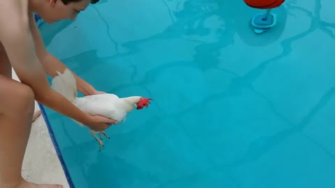 Chicken swim