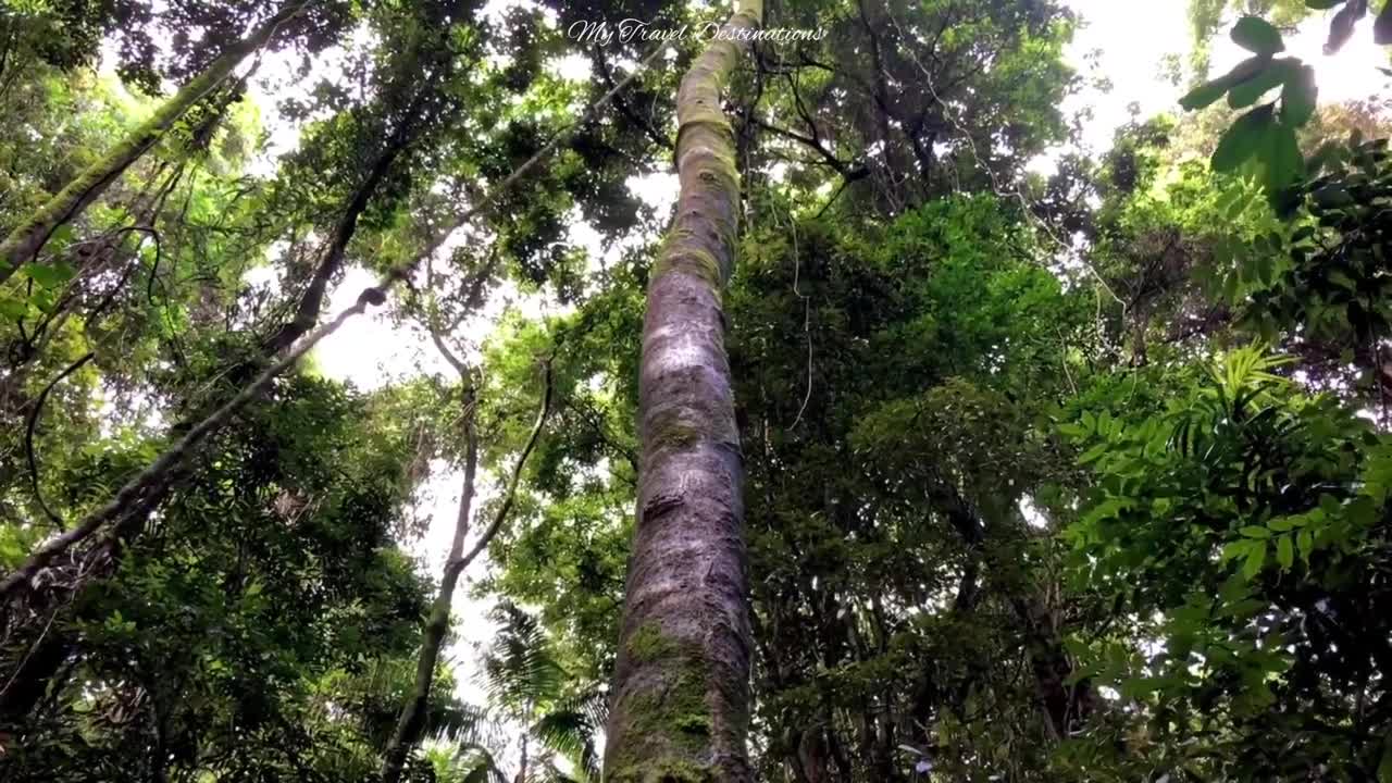 The Treasures in a Rainforest | Mary Carinross Park, Queensland, Australia