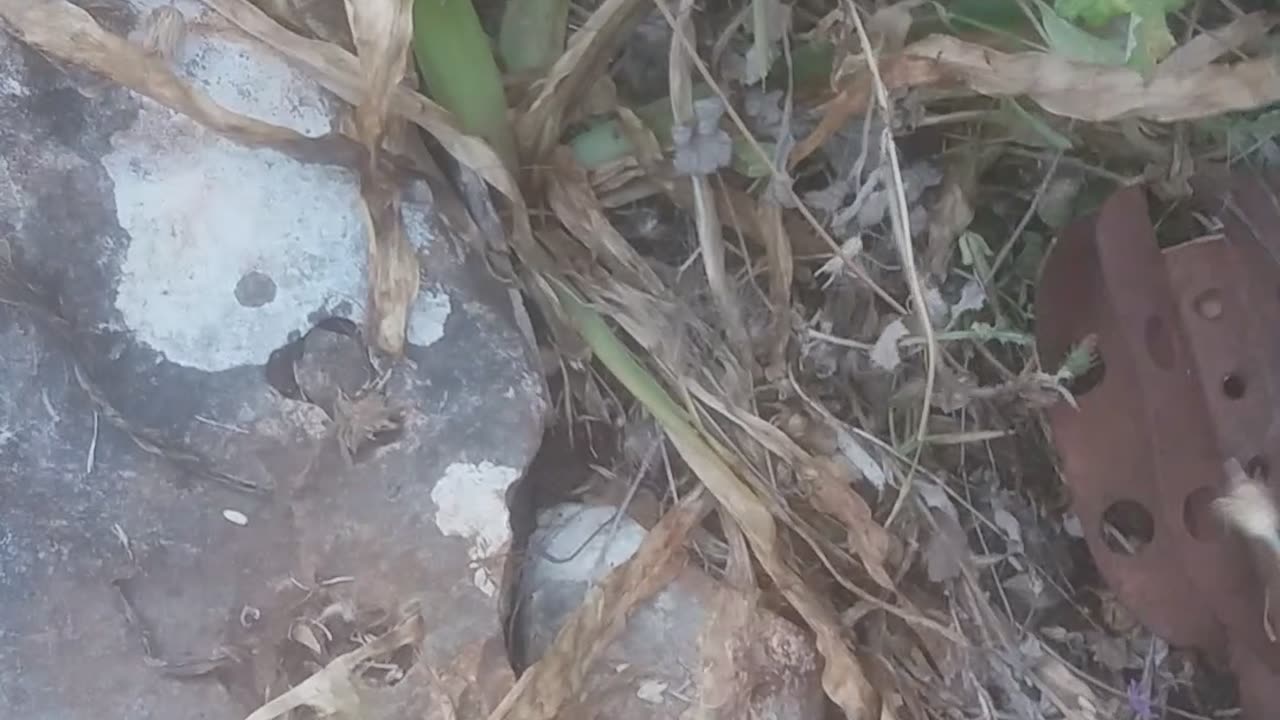 Dog is not impressed with Mortar Tail Find