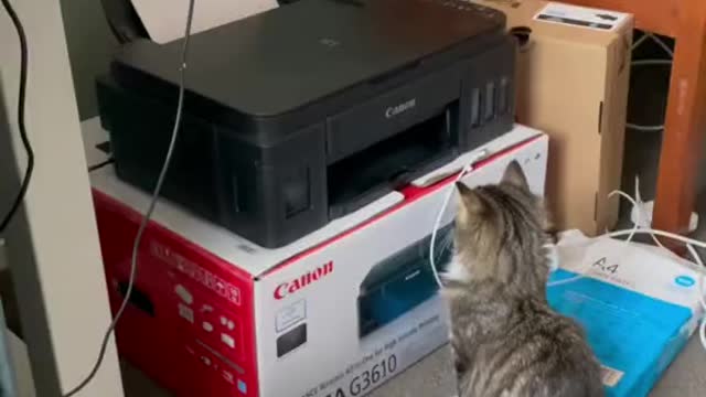 Your Cat copy your Papers for work