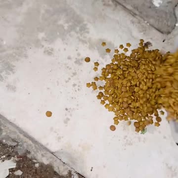 Hungry mother dog and its puppy eating food 😋