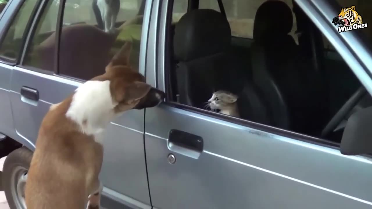 funny animals videos