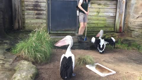 Pelican feeding - Taronga Zoo, Sydney, Australia