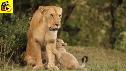 Most Funny and Cute Baby Tiger and Lion Videos