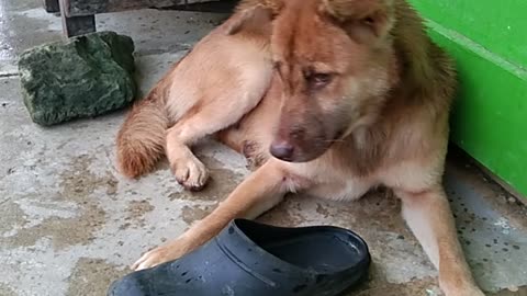 Pet Dog in the school..eating flies