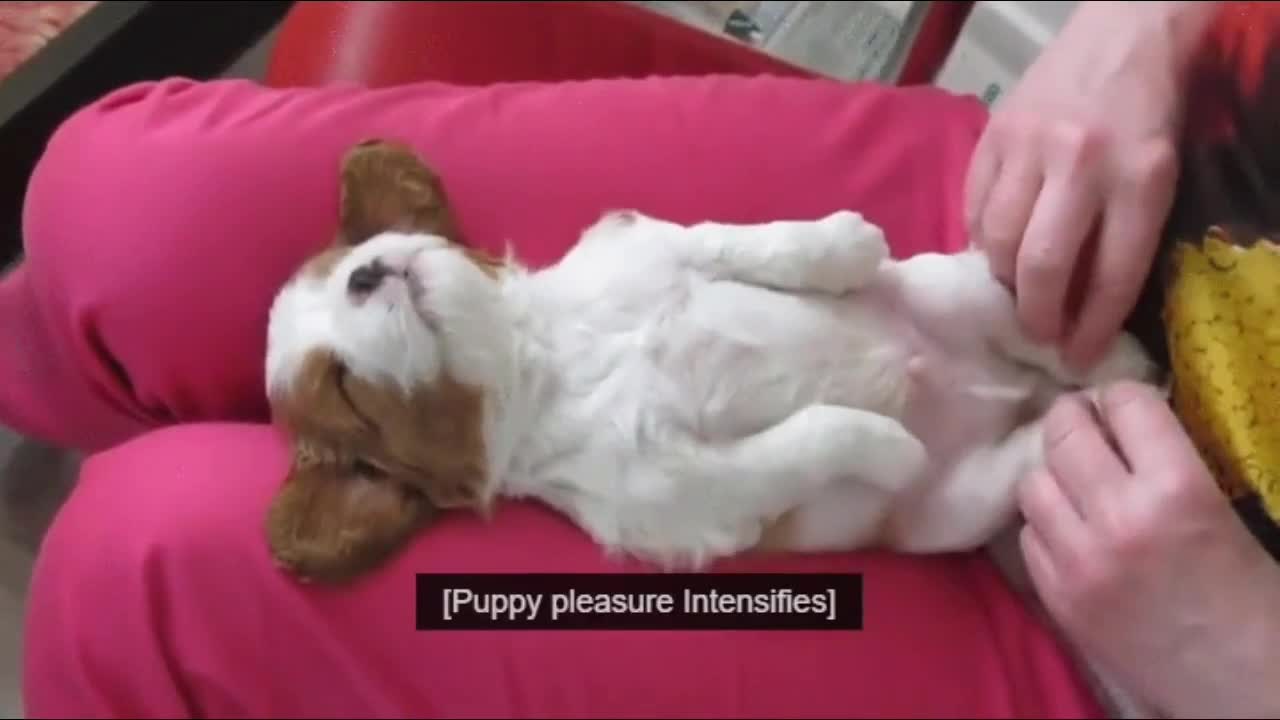 Funny Cutest Puppies Compilation
