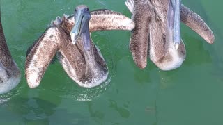 Hungry Pelican