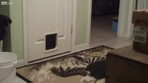 Funny cats video