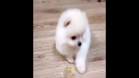 Funny and Cute Pomeranian Videos 2 _ Zafun _ Episode 8