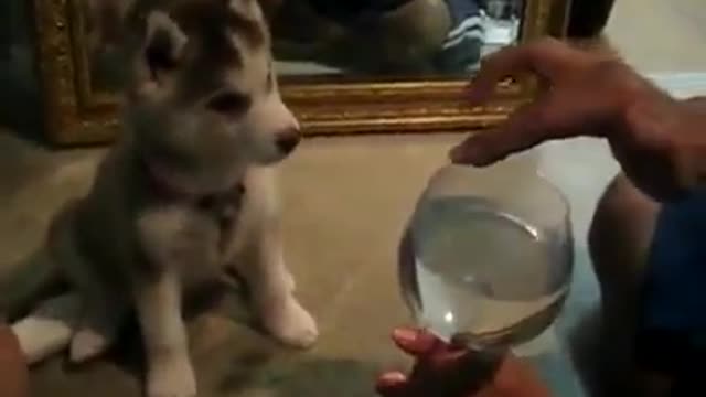 Funny little cute husky