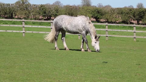 White horse eating at the racetrack