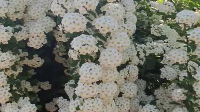 At the Korean Arboretum - Blossom tree