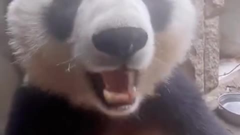 Panda eat carrot, strong eating fat habits, so cute.