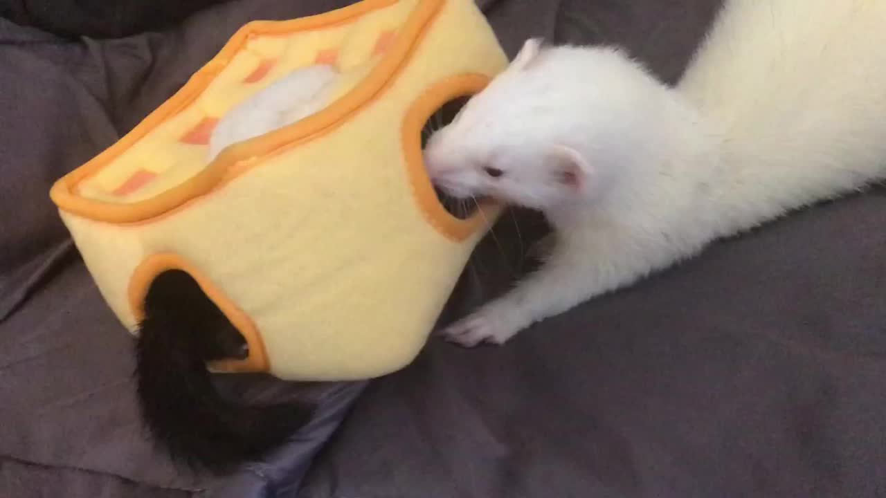 Cute ferrets, share the sweet tart