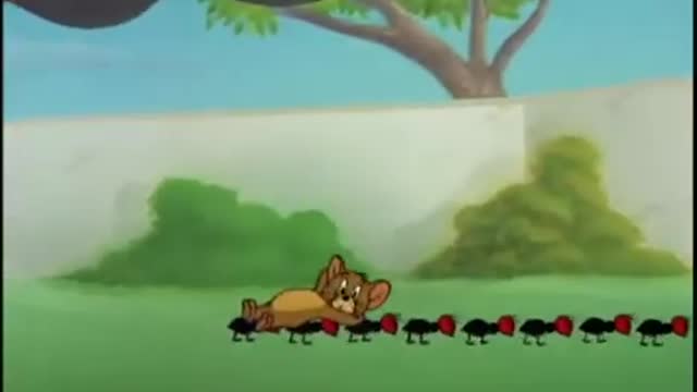 tom & jerry