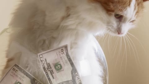 the most beautiful cat in the world with dollars