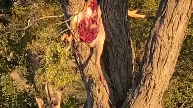 Female Leopard and her cubs on a kill