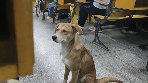 A distracted puppy in class