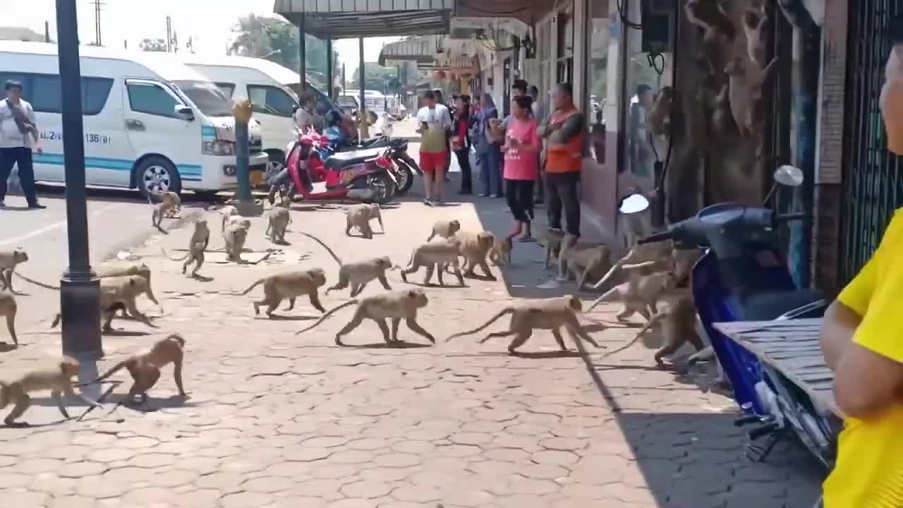 Ozzy man reviews 'When animals fight back'